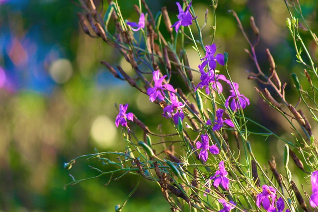 Free Wild Flowers Plant photo and picture
