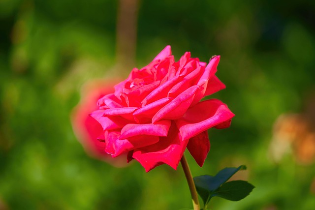 Free Rose Flower photo and picture