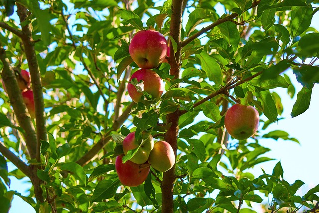 Free Apples Fruits photo and picture