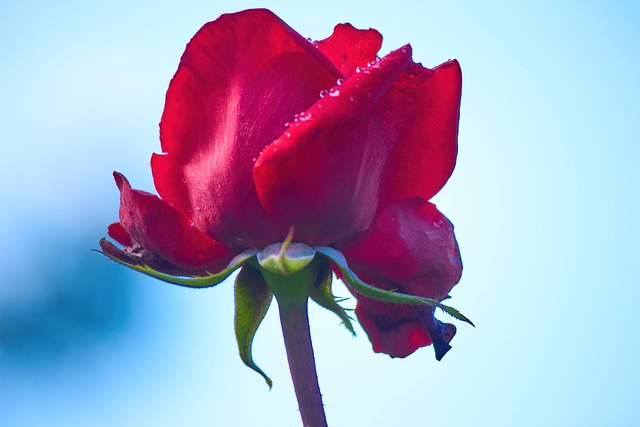 Free Rose Flower photo and picture