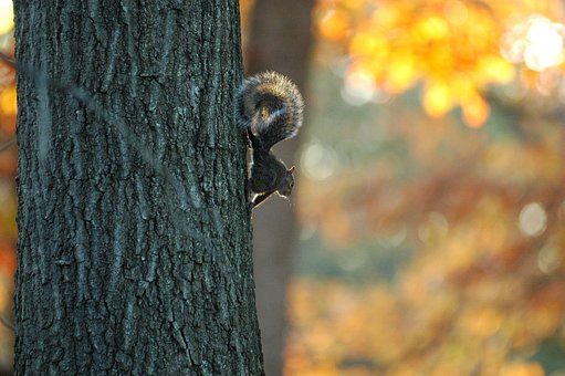 Free Tree Squirrel photo and picture