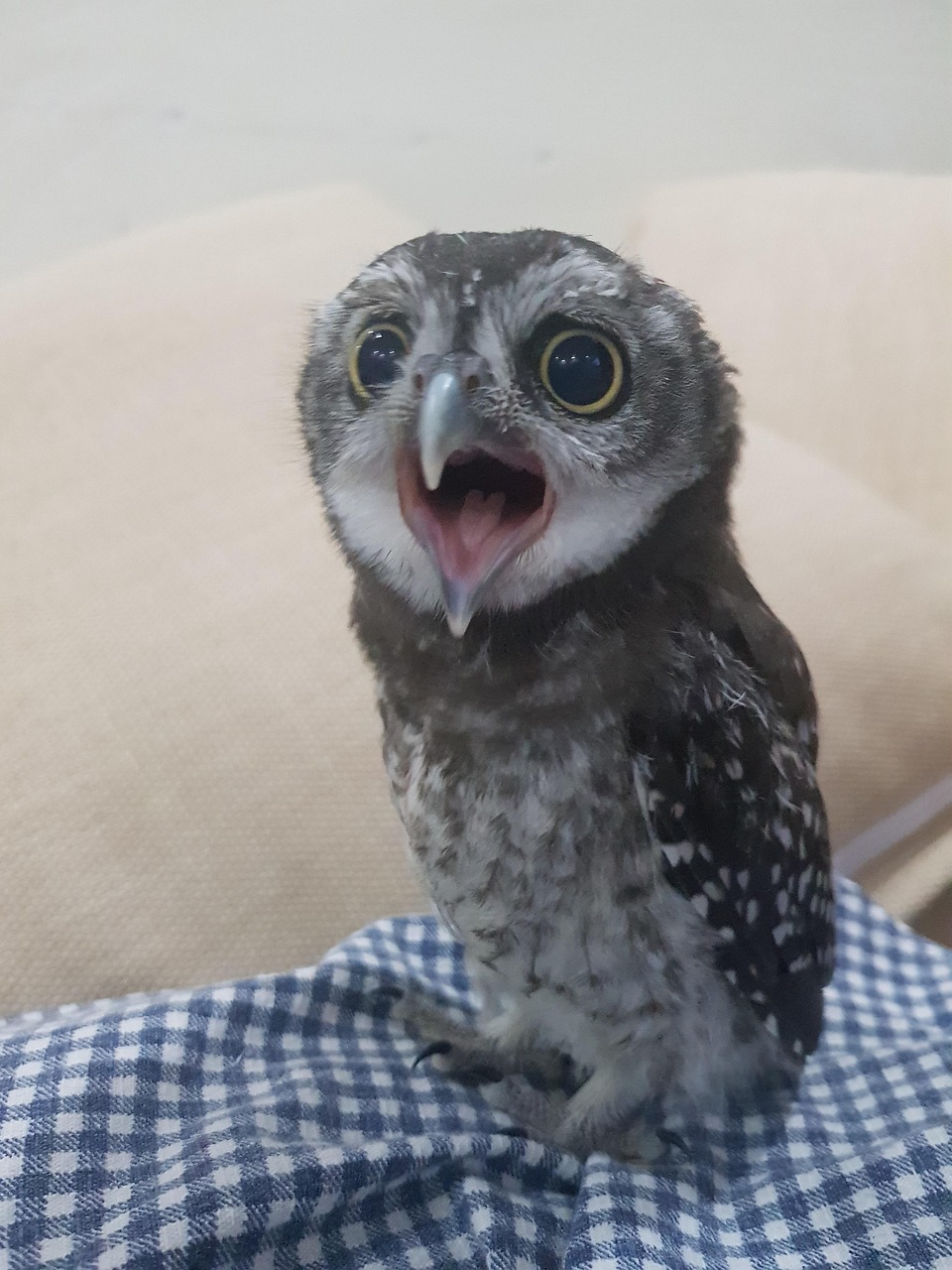 Owl Yawn Baby Bird Free photo on Pixabay Pixabay