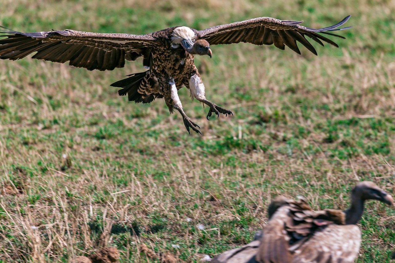 Vultures Animal Safari Free photo on Pixabay Pixabay