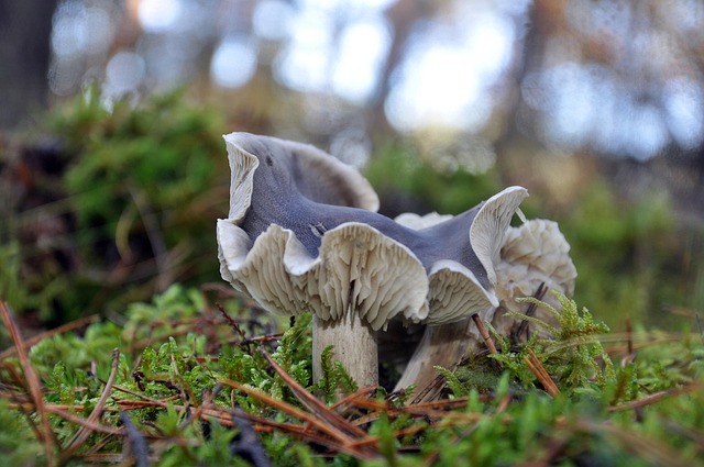 Mushrooms Plants Toadstool - Free photo on Pixabay