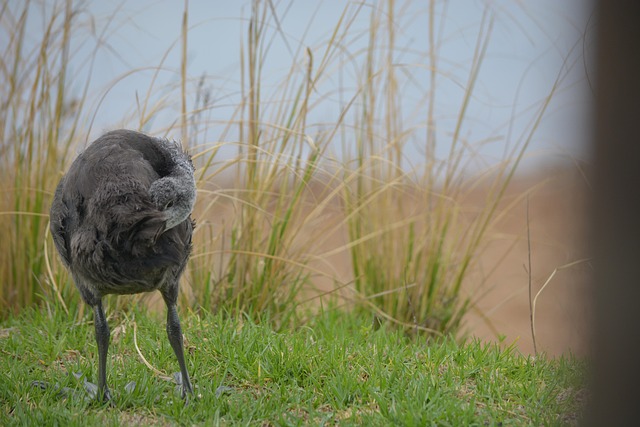Free Bird Birdwatching photo and picture