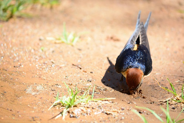 Free Swallow Bird photo and picture