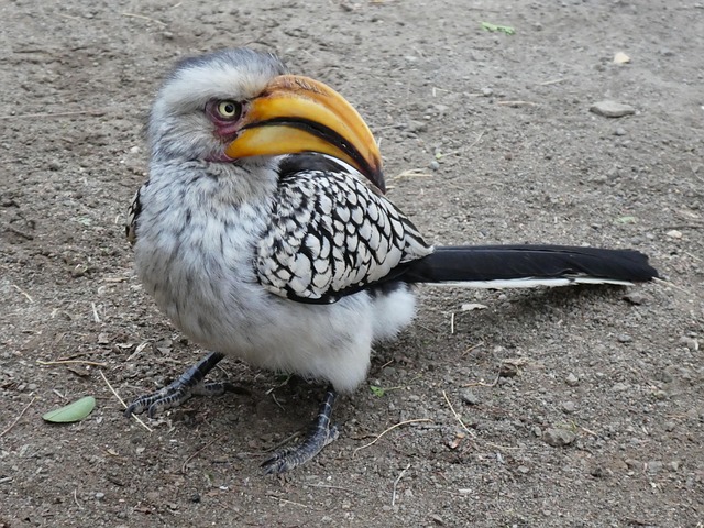 Free Beak Bird photo and picture