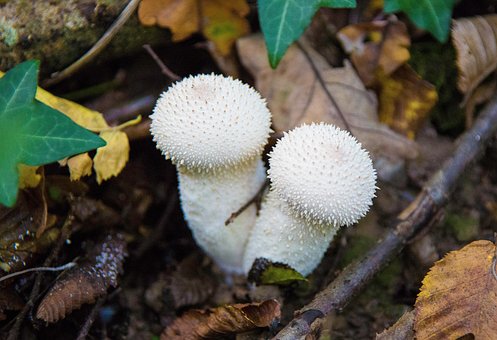 40+ Free Puffball Mushrooms & Puffball Images - Pixabay