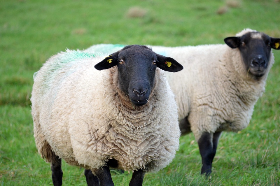 Sheep Farm Animals Wool Free Photo On Pixabay