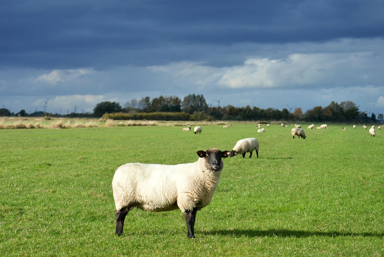 Sheep Farm Animals Wool Free Photo On Pixabay Pixabay