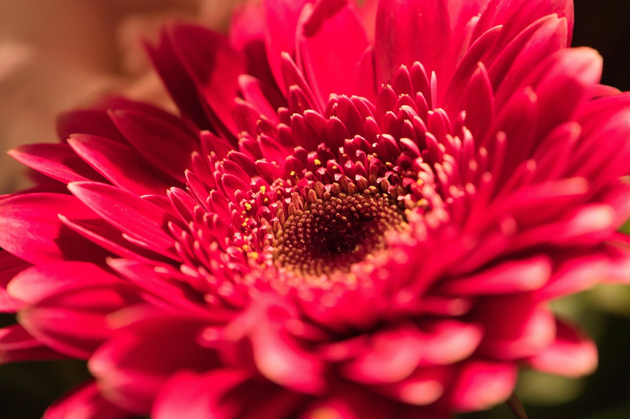 开花 红色的 非洲菊 - Pixabay上的免费照片 - Pixabay