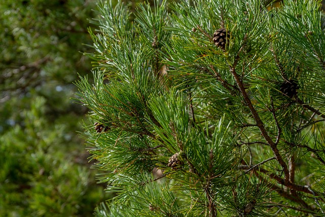 Woud, Pijnboom, Drempels, Naalden
