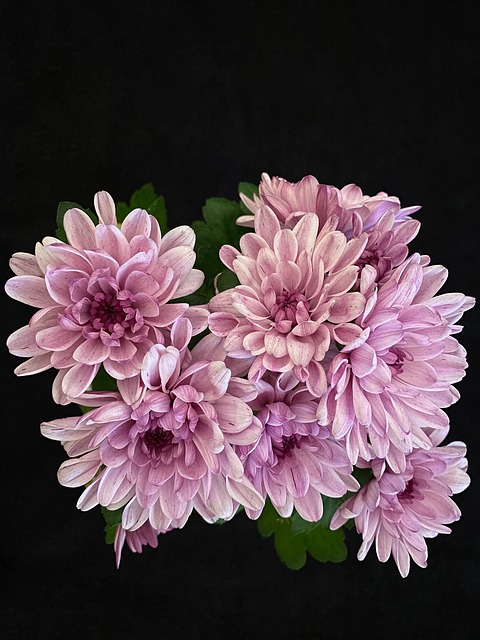 Flor, Natue, Hoja, Rosado, Verde