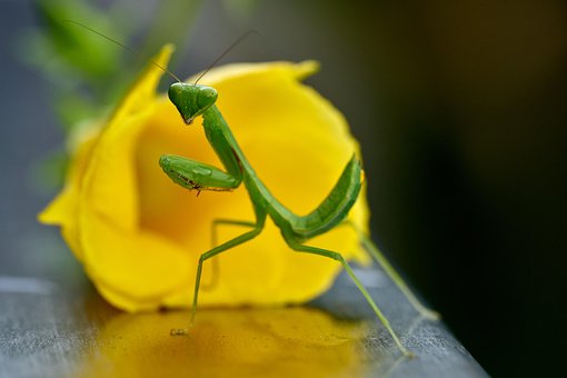 Mantis, Insekt, Knælere, Grøn, Natur