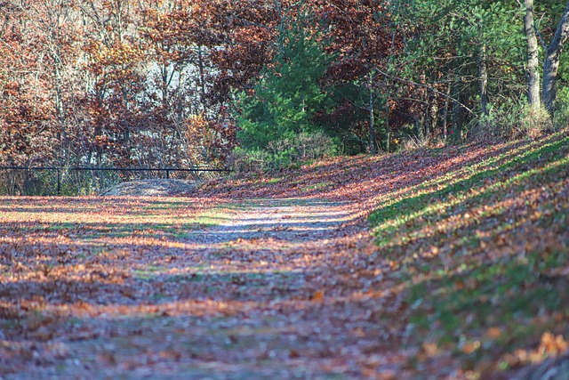 Otoño, Sendero, Hoja, Sale De, Follaje