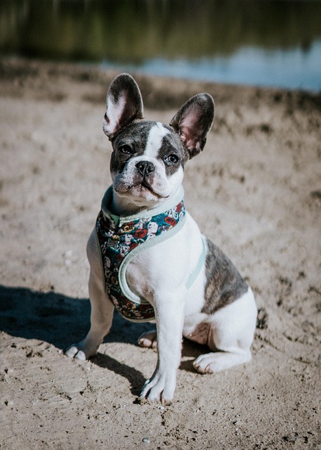 Free English Bulldog photo and picture