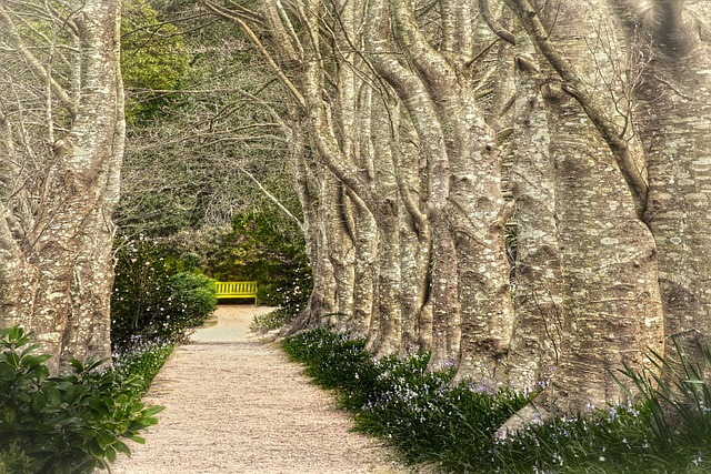 Free Tree Nature photo and picture