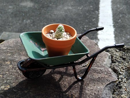 Free Cactus Miniature photo and picture