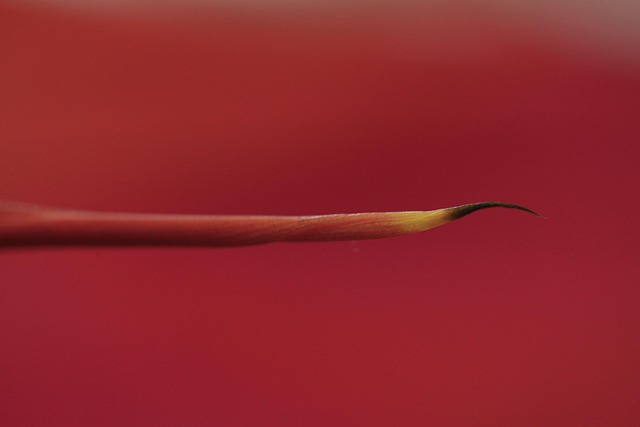 Free Plant Stamen photo and picture