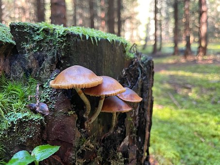 Free Forest Nature photo and picture