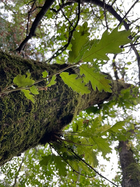 Free Forest Nature photo and picture