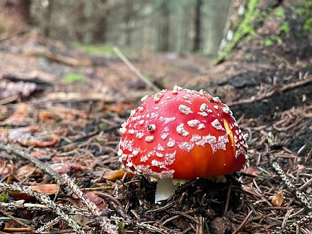 Free Forest Nature photo and picture