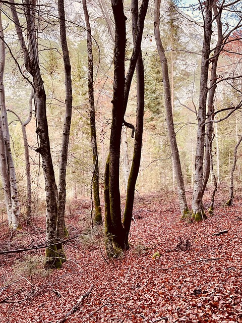 Free Nature Forest photo and picture