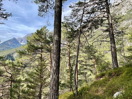 Free Trees Forest photo and picture