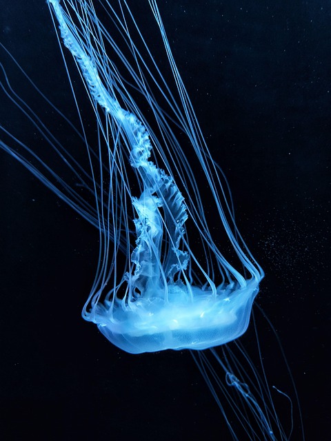 Jellyfish images