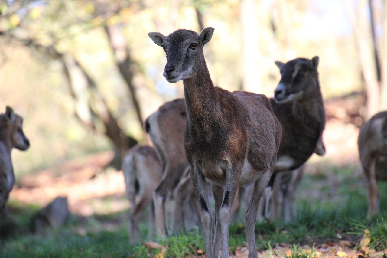 Mouflon - free online jigsaw puzzle photo