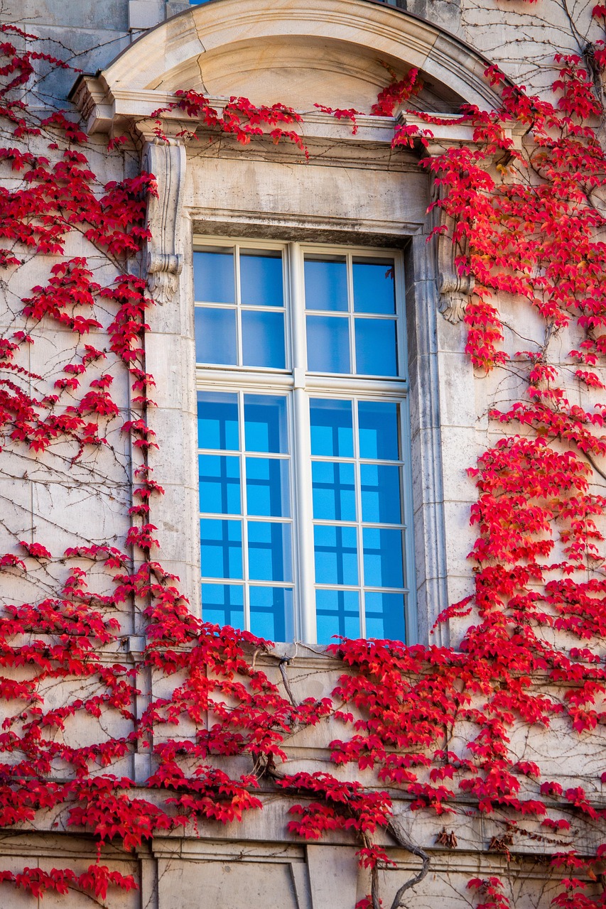 窗户 叶子 秋天 - Pixabay上的免费照片 - Pixabay