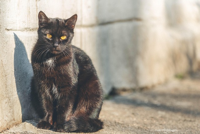 Kat, Kæledyr, Feline, Dyr, Pels, Kitty