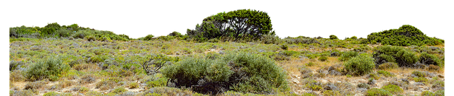 Free grass ground bushes illustration