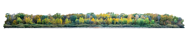 Free trees forest autumn illustration