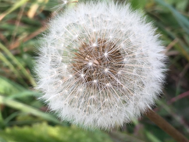 Free Dandelion Flower photo and picture