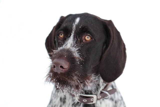 Free Dog Animal photo and picture