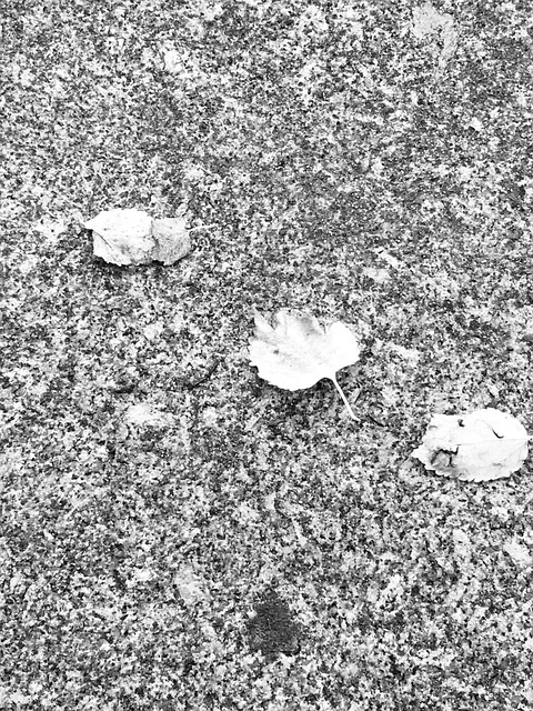 Free Leaf Autumm photo and picture