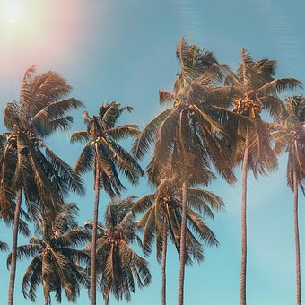 Free Bamboo Tree Sunrise photo and picture