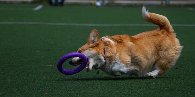 Free Dog Running photo and picture