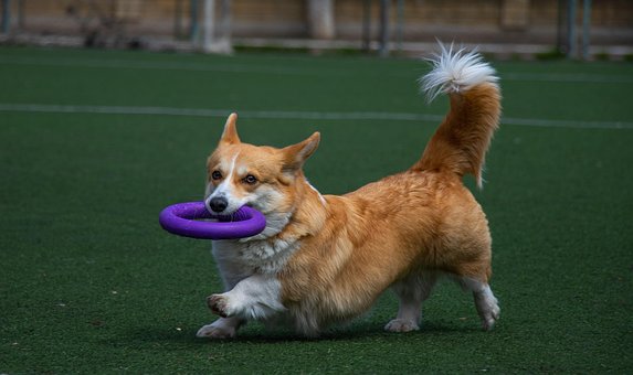 Free Dog Nature photo and picture
