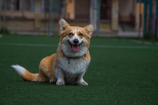 Free Dog Muzzle photo and picture