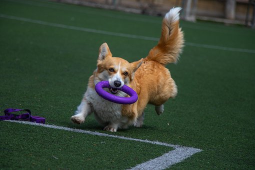 Free Welsh Corgi Dog photo and picture