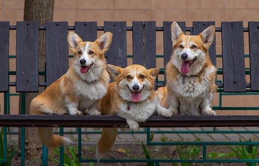 Free Dogs Nature photo and picture