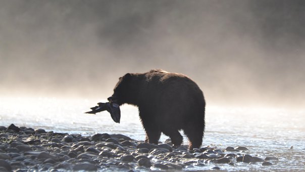 Bär, Tiere, Fische, Wasser, Natur