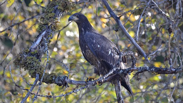 Adler, Vogel, Tier, Natur, Baum, Wald