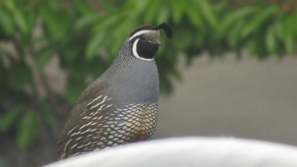 Vogel, Wachtel, Natur, Garten, Tier