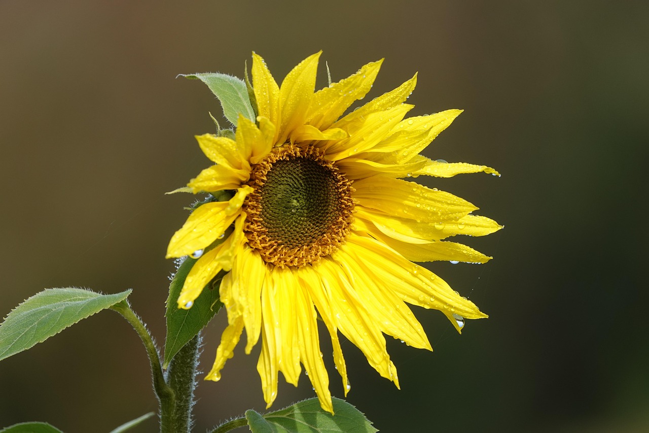 1 Beautiful Photo Results Pixabay 1 beautiful photo results pixabay