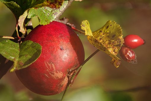 Appel, Rozenbottel, Bladeren, Eten