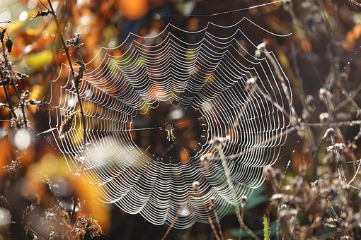Spinnenweb, Ochtenddauw, Web, Araneus