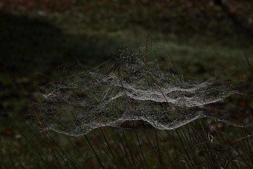 Spinnenweb, Dauwdruppel, Morgen, Insect